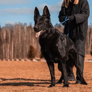 Šunų dresūra ir kastingas Vilniuje Instagram nuotrauka - SMARTDOG